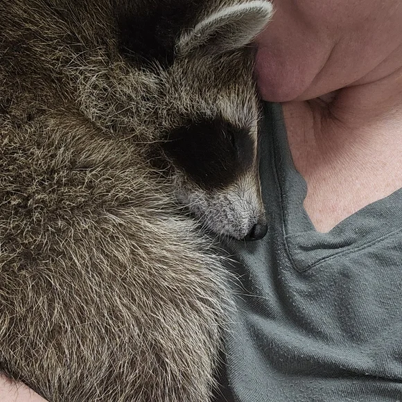 Donate For CALYPSO- Formula, Enrichment Toys & Incidental Care Items - Picture 4 of 15